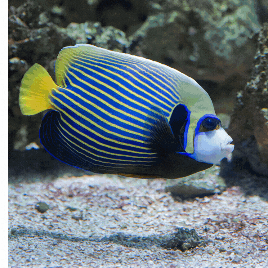 Galeries d'aquariums