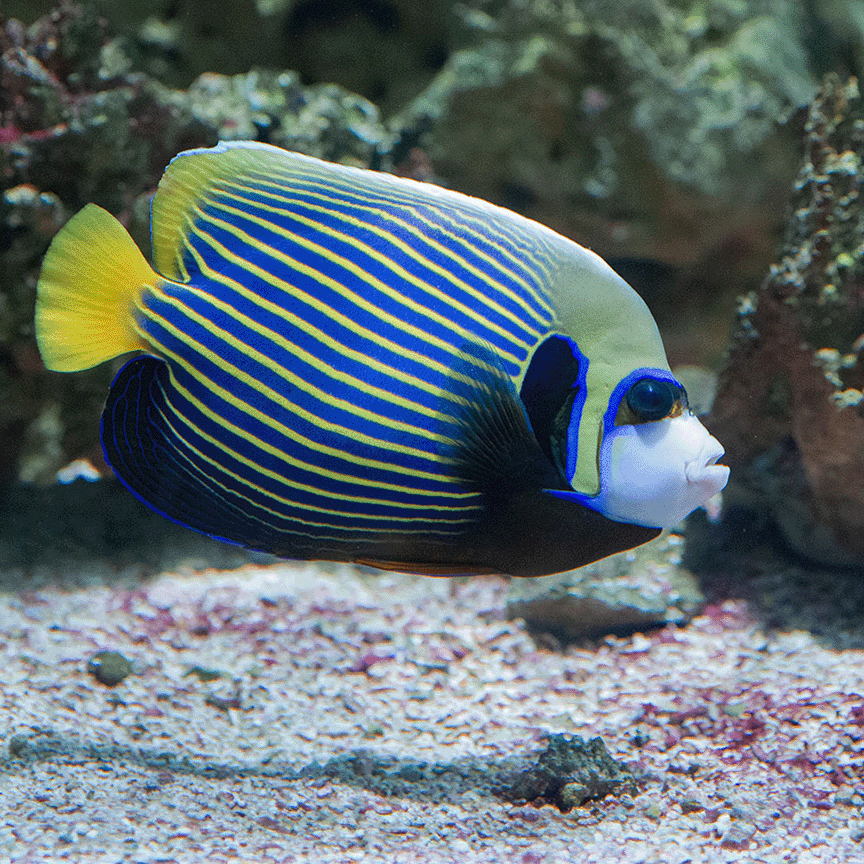 Galeries d'aquariums