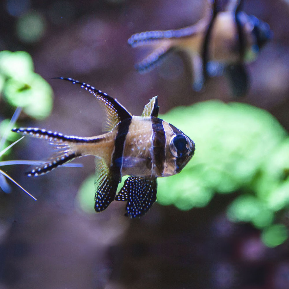 Galeries d'aquariums