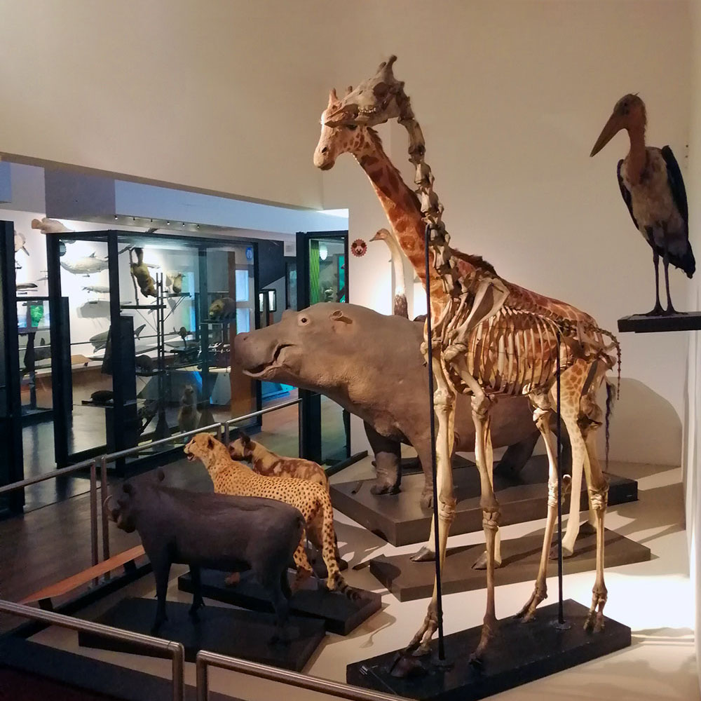 Galerie de Zoologie