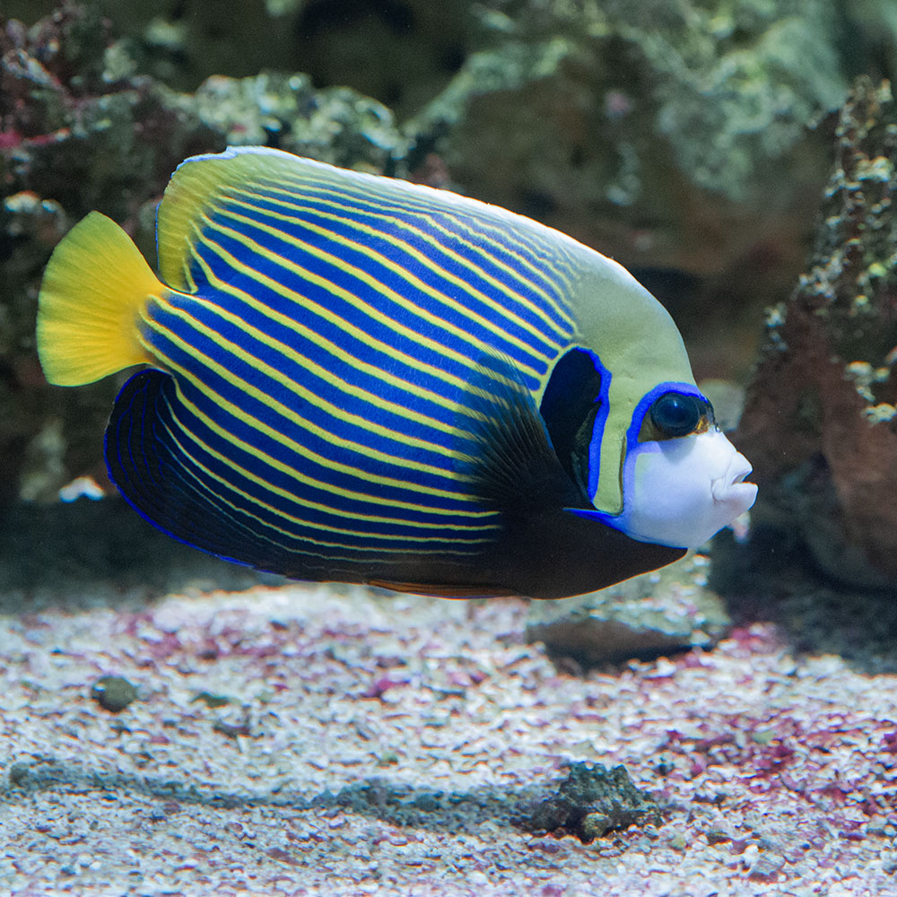 Galeries d'aquariums