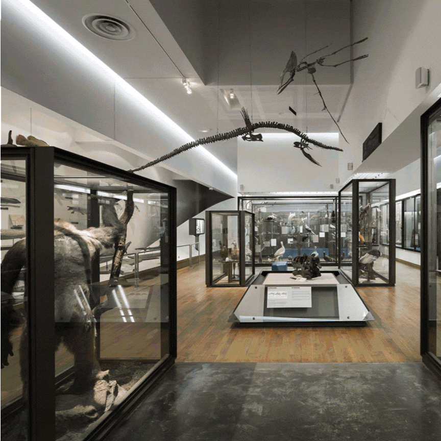 Galerie de Zoologie