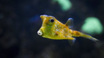 Méduse commune — Muséum Aquarium de Nancy