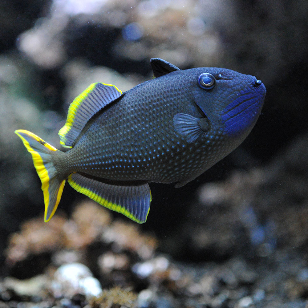 Galeries d'aquariums