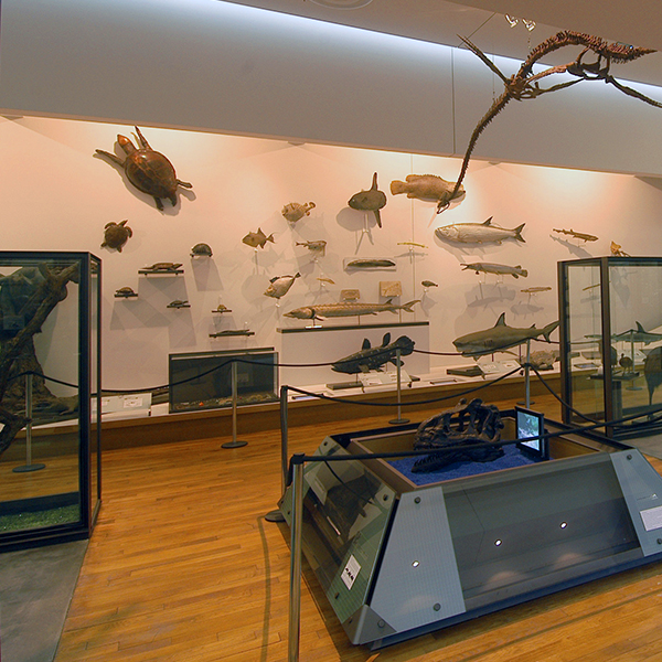 Galerie de Zoologie